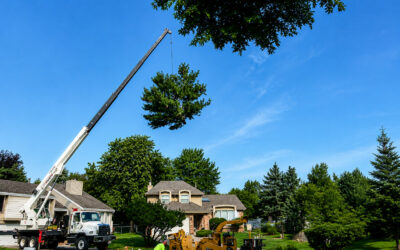 Case Study: Terry Hughes Tree Service